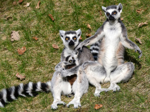 Olomoucká zoo má další mládě lemura. Chová je už téměř deset let