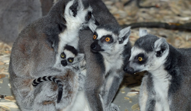 Olomoucká zoo má další mládě lemura. Chová je už téměř deset let