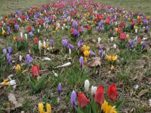 Pestrobarevné květiny na jaře ozdobí několik nových míst v Olomouci