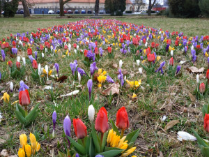 Pestrobarevné květiny zdobí Olomouc. Budou i na několika nových místech