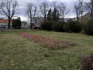 Pestrobarevné květiny na jaře ozdobí několik nových míst v Olomouci