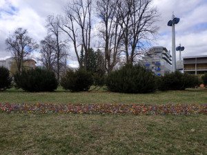 Pestrobarevné květiny na jaře ozdobí několik nových míst v Olomouci