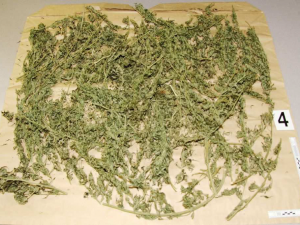 Policie našla v bytě v Hranicích krabice se třemi kilogramy marihuany