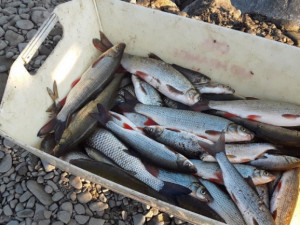 Olomoucký kraj pomůže rybářům s likvidací otravy v řece Bečvě