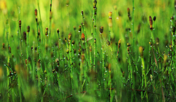Ochránci obnovili u pískovny v Nákle prostor pro vzácnou přesličku