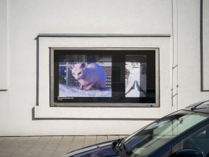 Unikátní projekt představuje umělecká díla přímo v ulicích Olomouce