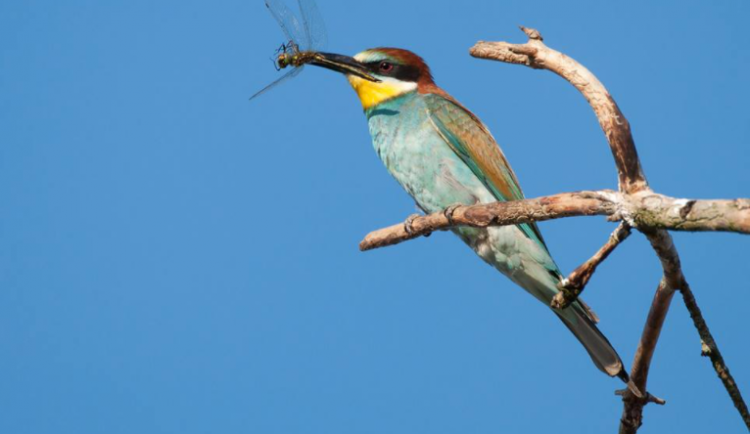 Vlha pestrá, foto: Martin Reiser/ČSO