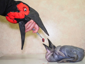 Krmení malých zoborožců v olomoucké zoo připomínalo maňáskové divadlo