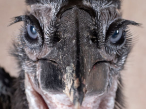 Krmení malých zoborožců v olomoucké zoo připomínalo maňáskové divadlo