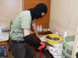 Krmení malých zoborožců v olomoucké zoo připomínalo maňáskové divadlo