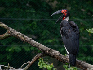 Krmení malých zoborožců v olomoucké zoo připomínalo maňáskové divadlo