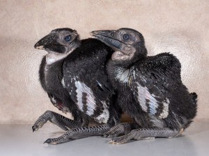 Krmení malých zoborožců v olomoucké zoo připomínalo maňáskové divadlo