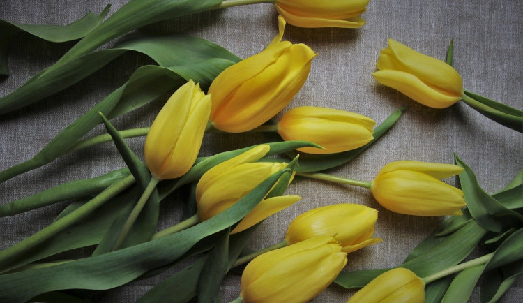 size3-16204970159838-241-dnes-je-den-matek-jeho-koreny-v-ceskoslovensku-sahaji-az-do-roku-1923