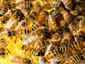 Letošní zimu nepřežilo 15 procent včelstev, zjistili olomoučtí vědci