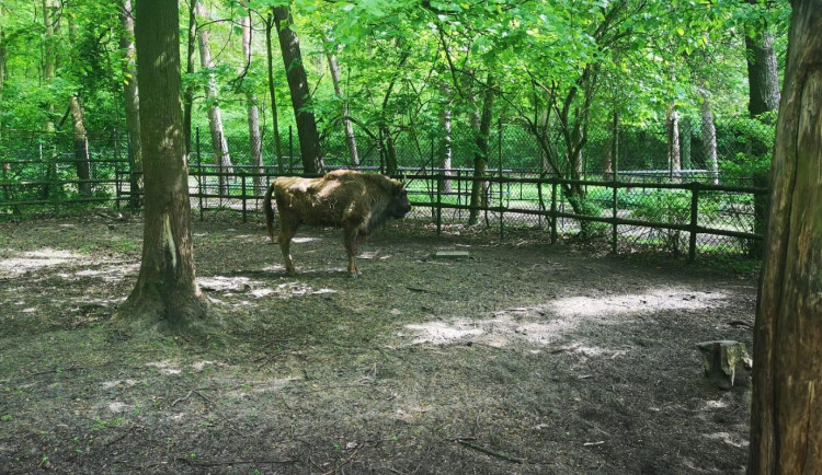 Táborská zubřice Taura doplnila stádo v polské zoo v Poznani