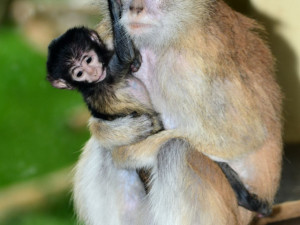 O malého kočkodana se v olomoucké zoo pečlivě stará několik samic
