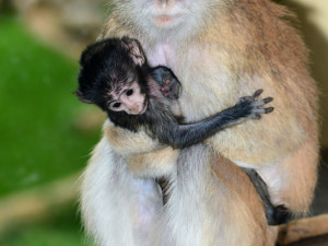 O malého kočkodana se v olomoucké zoo pečlivě stará několik samic