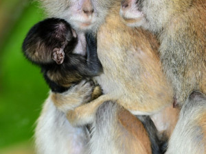 O malého kočkodana se v olomoucké zoo pečlivě stará několik samic