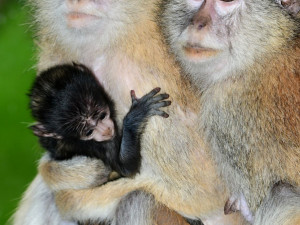 O malého kočkodana se v olomoucké zoo pečlivě stará několik samic