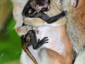 O malého kočkodana se v olomoucké zoo pečlivě stará několik samic