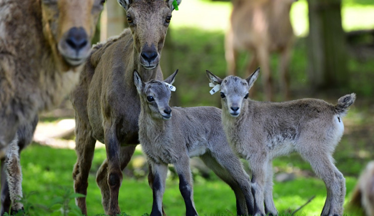 Olomoucká zoo přivítala na svět tři mláďata kozorožce kavkazského