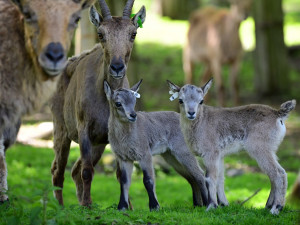 Olomoucká zoo přivítala na svět tři mláďata kozorožce kavkazského