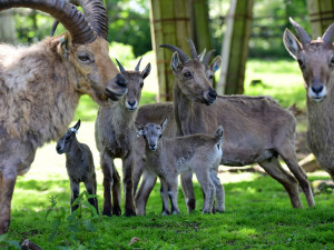 Olomoucká zoo přivítala na svět tři mláďata kozorožce kavkazského