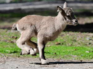 Olomoucká zoo přivítala na svět tři mláďata kozorožce kavkazského