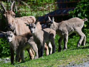 Olomoucká zoo přivítala na svět tři mláďata kozorožce kavkazského