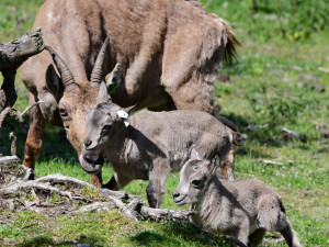 Olomoucká zoo přivítala na svět tři mláďata kozorožce kavkazského