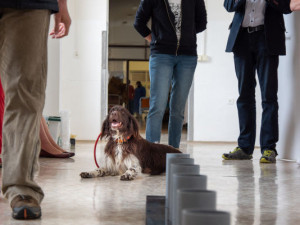 Psi odhalí covid lépe než antigenní test, přesvědčili se olomoučtí lékaři