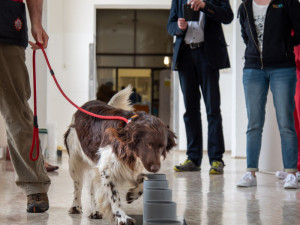 Psi odhalí covid lépe než antigenní test, přesvědčili se olomoučtí lékaři