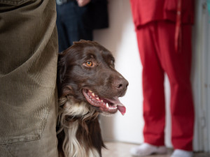 Psi odhalí covid lépe než antigenní test, přesvědčili se olomoučtí lékaři