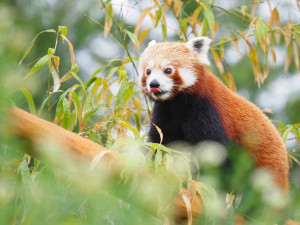 Olomoucká zoo získala z Francie dva samce ohrožené pandy červené