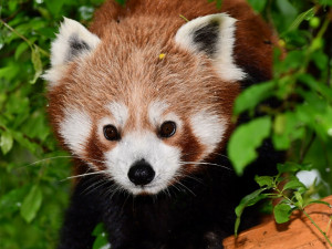 Olomoucká zoo získala z Francie dva samce ohrožené pandy červené