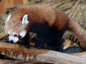 Olomoucká zoo získala z Francie dva samce ohrožené pandy červené