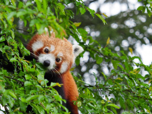 Olomoucká zoo získala z Francie dva samce ohrožené pandy červené