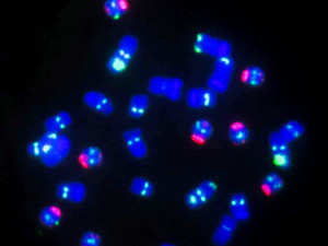 Vědci z Olomouce a ze zahraniční jako první přečetli gen kukuřice