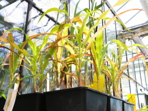 Vědci z Olomouce a ze zahraniční jako první přečetli gen kukuřice