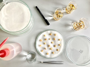 Vědci z Olomouce a ze zahraniční jako první přečetli gen kukuřice