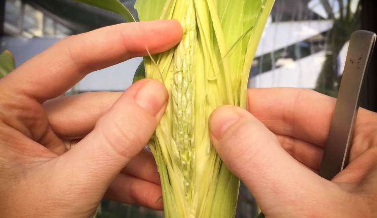 Vědci z Olomouce a ze zahraniční jako první přečetli gen kukuřice