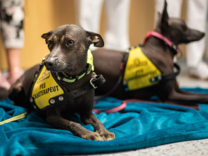 Studenti a učitelé gymnázia vybrali ve sbírce 35 tisíc pro Fakultní nemocnici