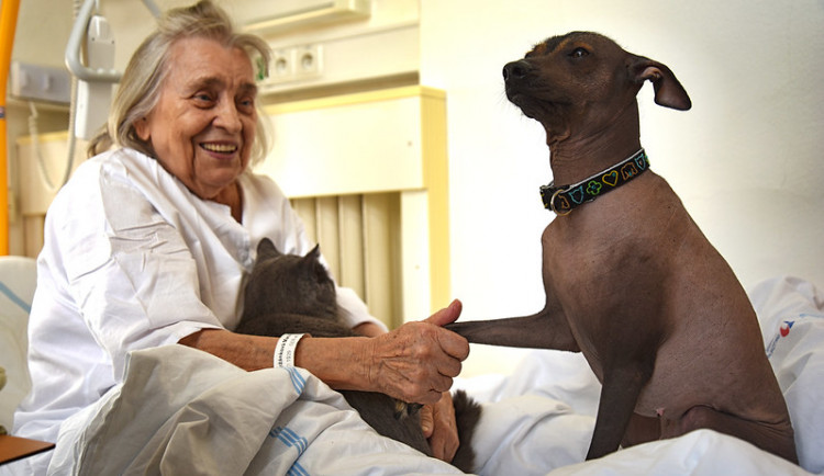 Studenti a učitelé gymnázia vybrali ve sbírce 35 tisíc pro Fakultní nemocnici