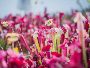Na výstavišti se představí masožravé rostliny. Kořist polapí ve zlomku vteřiny