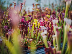 Na výstavišti se představí masožravé rostliny. Kořist polapí ve zlomku vteřiny