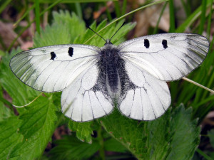 Dolní Žleb u Šternberka si oblíbil chráněný motýl jasoň dymnivkový