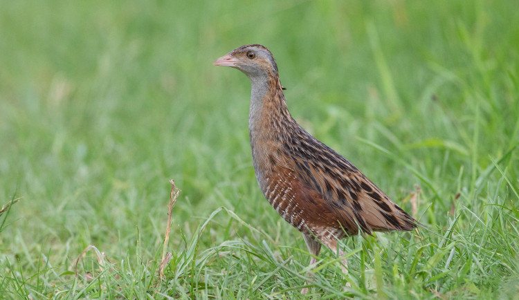 V Penčicích u Přerova se zahnízdil ohrožený chřástal. Lidi budil ze spaní