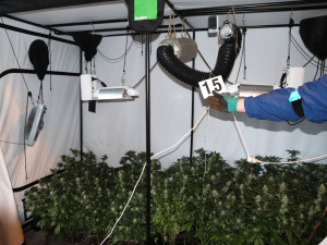 Policie na Šumpersku náhodou odhalila pěstírnu konopí. Našla téměř sto padesát rostlin