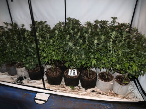 Policie na Šumpersku náhodou odhalila pěstírnu konopí. Našla téměř sto padesát rostlin