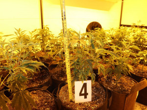 Policie na Šumpersku náhodou odhalila pěstírnu konopí. Našla téměř sto padesát rostlin